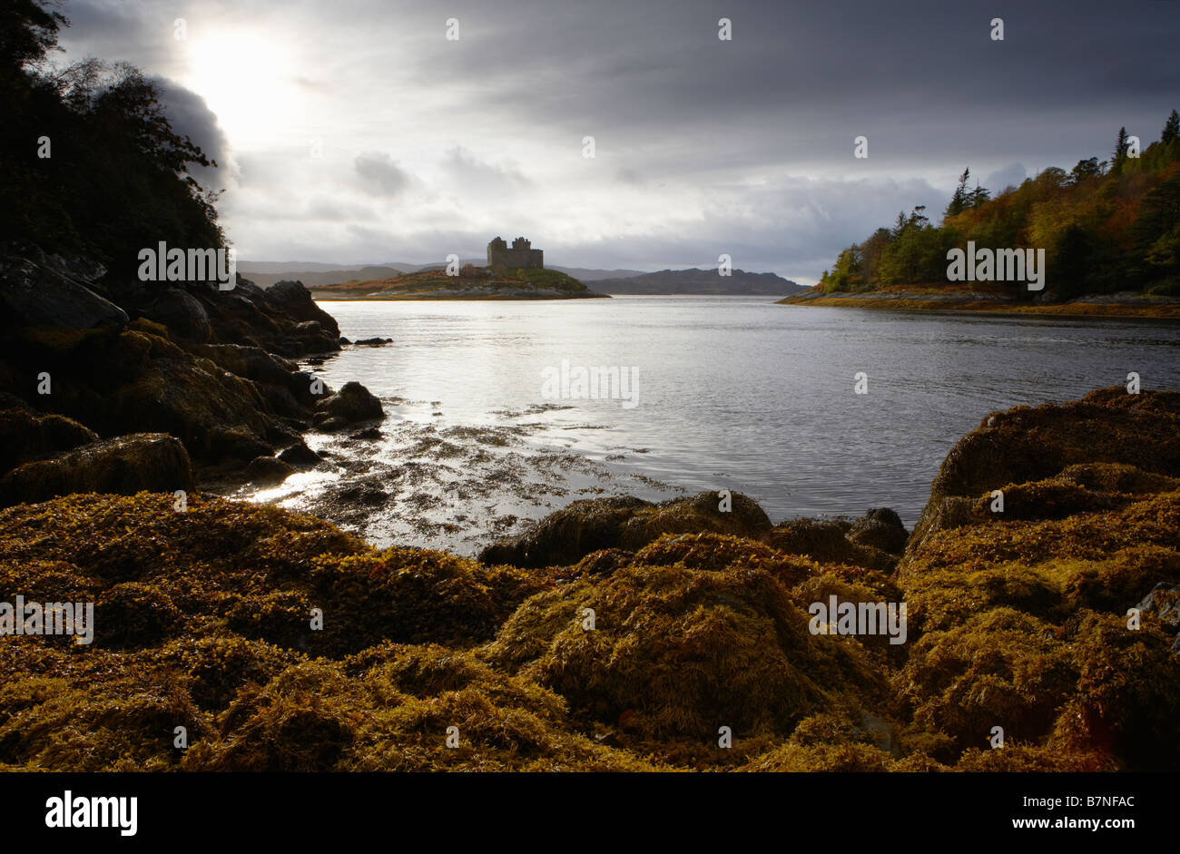 View across Loch Moidart to Castle Tioram rocks covered in seaweed in foreground Highlands Scotland Stock Photo