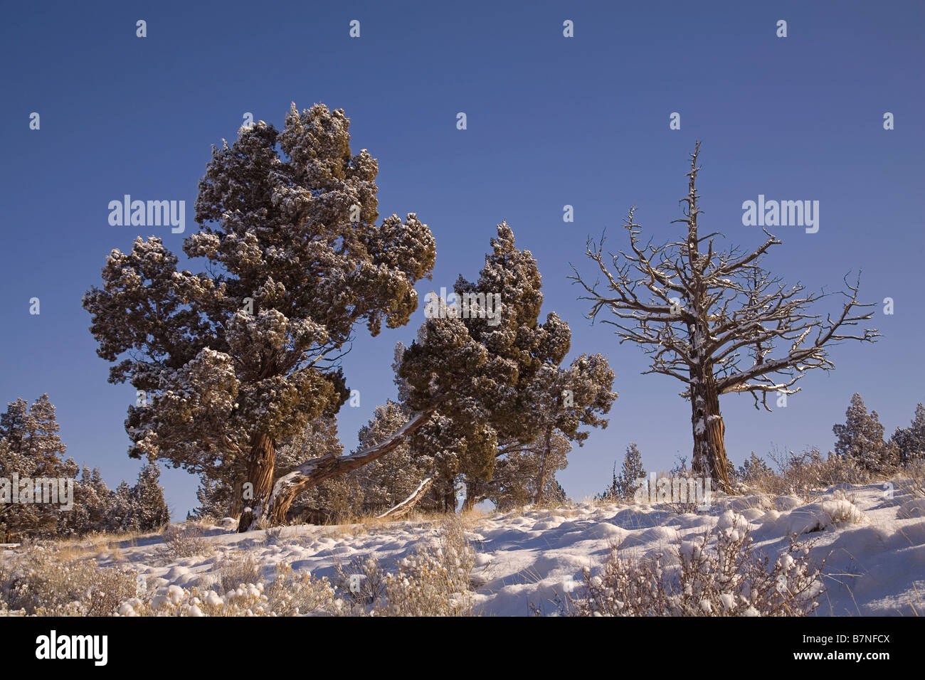 Ancient juniper trees after a January snow storm in the Badlands Wilderness Area near the town