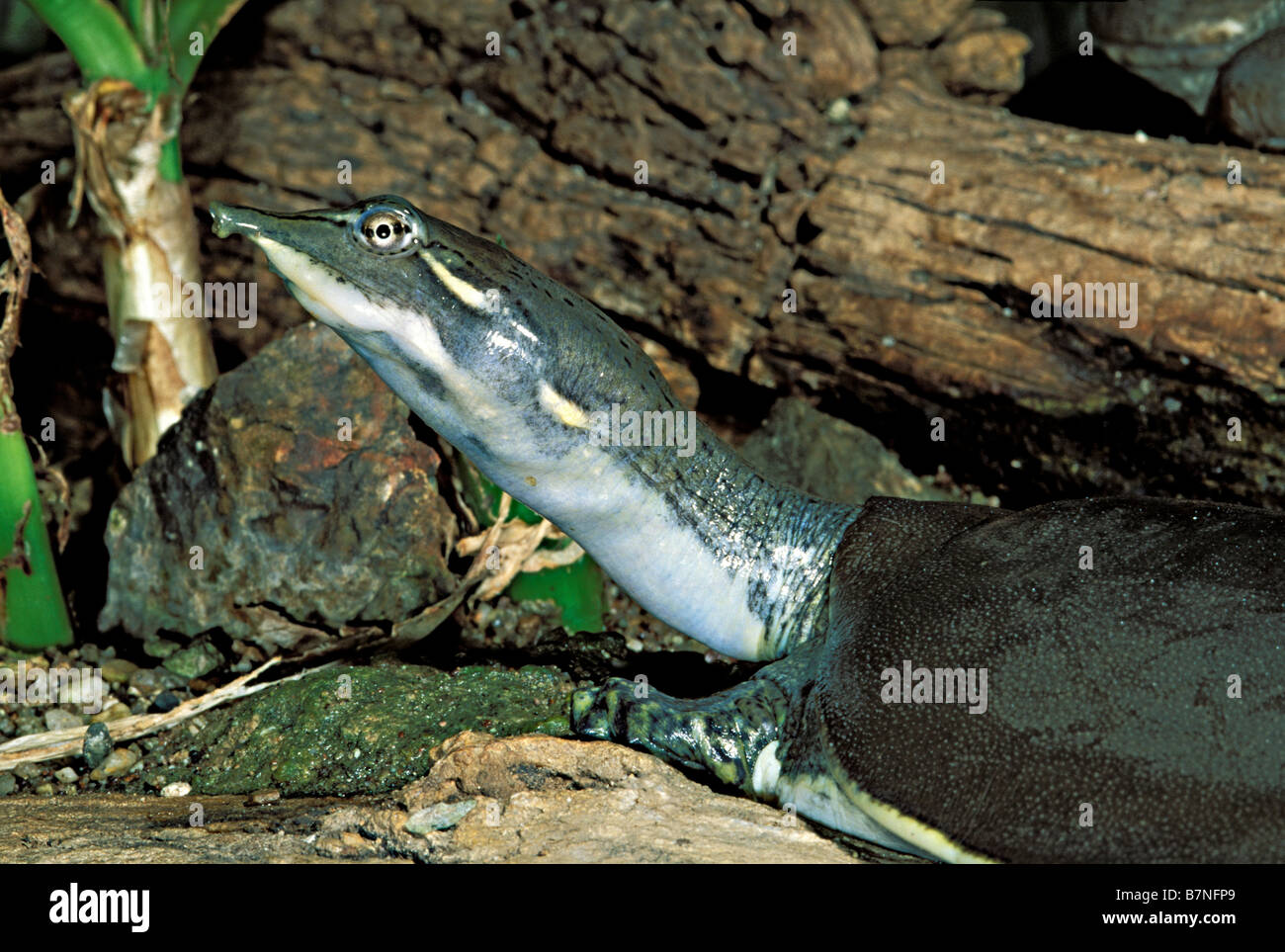 Spiny Softshell Stock Photo