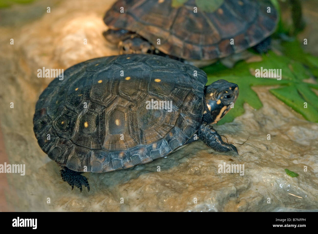 Spotted Turtles Clemmys guttata Tulsa Zoo Oklahoma United States 5 ...