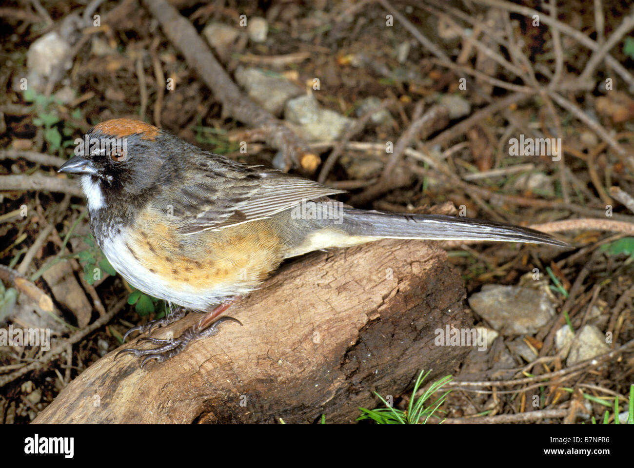 Spotted x Green-tailed Towhee Stock Photo