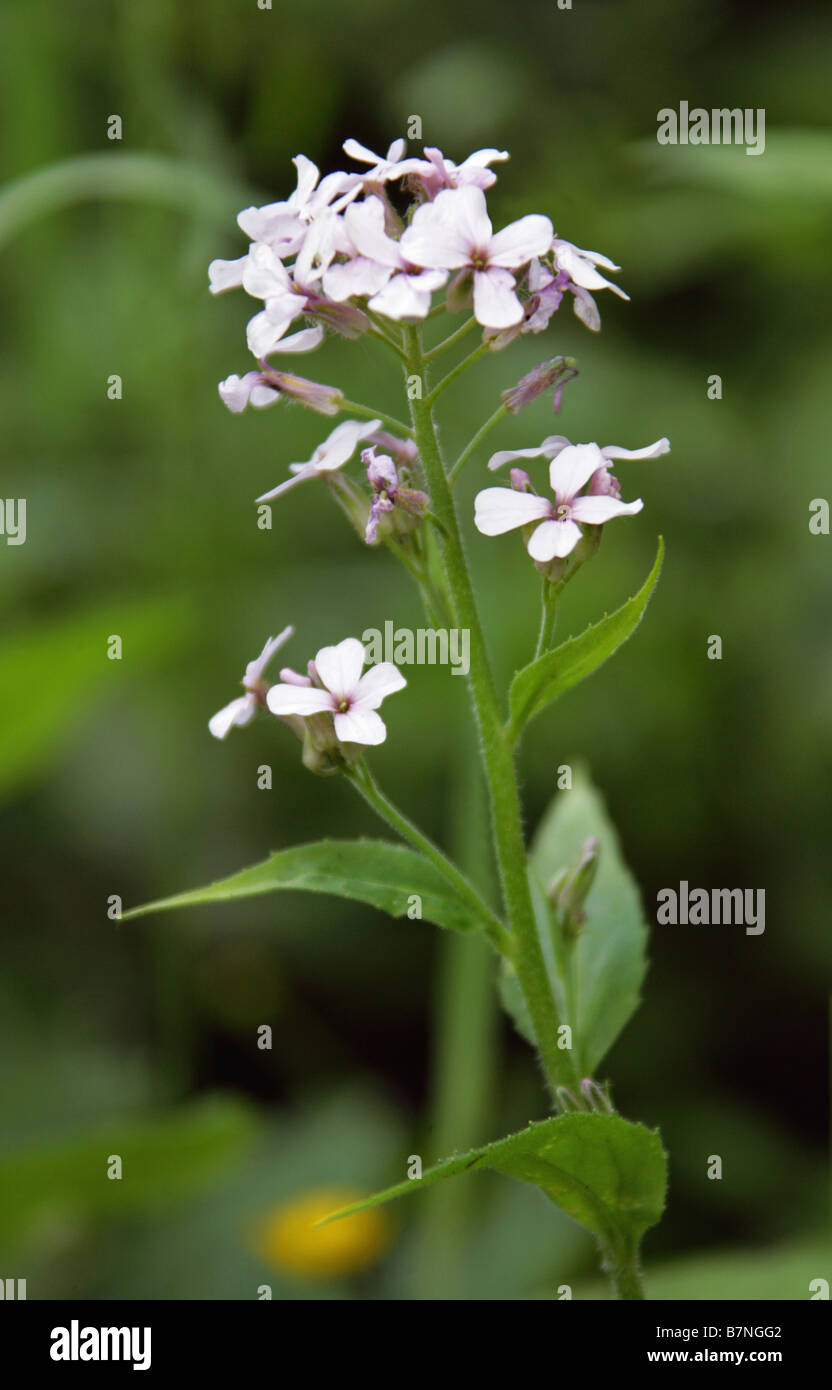 Dames Violet, Hesperis matronalis, Brassicaceae Stock Photo