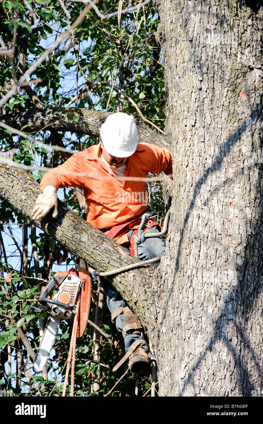 Lumberjacks chopping down tree hires stock photography and images Alamy