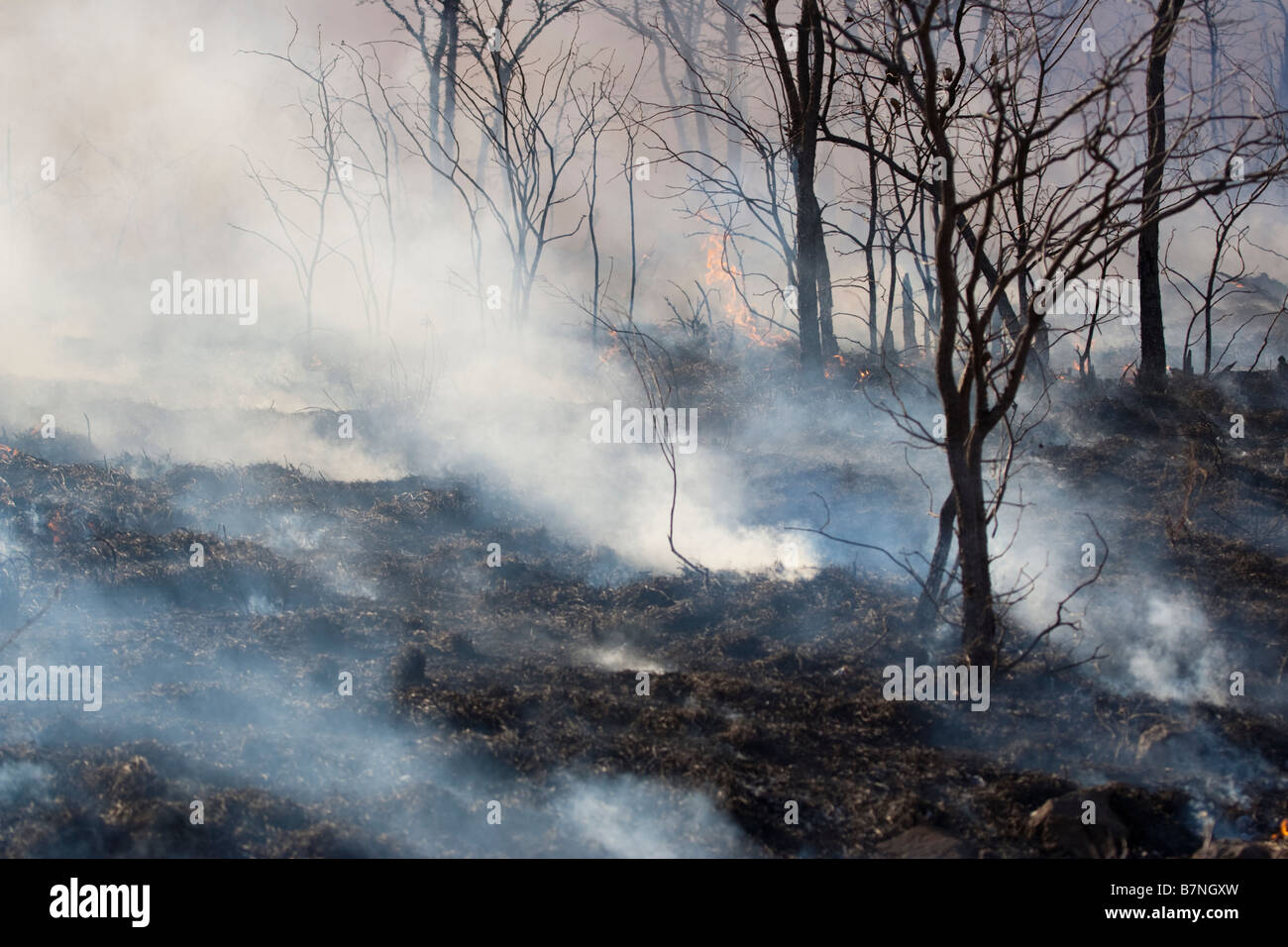 Pockets of smoke rise after a hot fire has just sweot through this African savanna Stock Photo