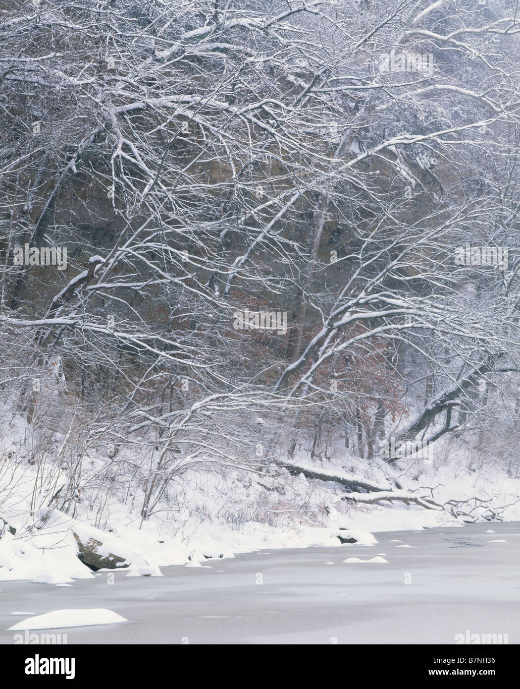 snow covered trees and bluff above Flint Creek, Starr's Cave State Preserve, Des Moines County, Iowa Stock Photo