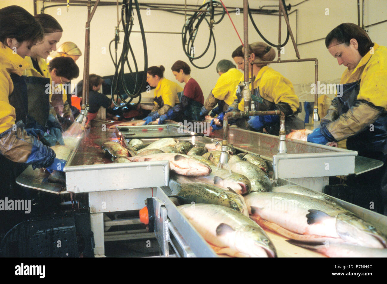 Atlantic farmed salmon processing plant on Deer Island New Brunswick