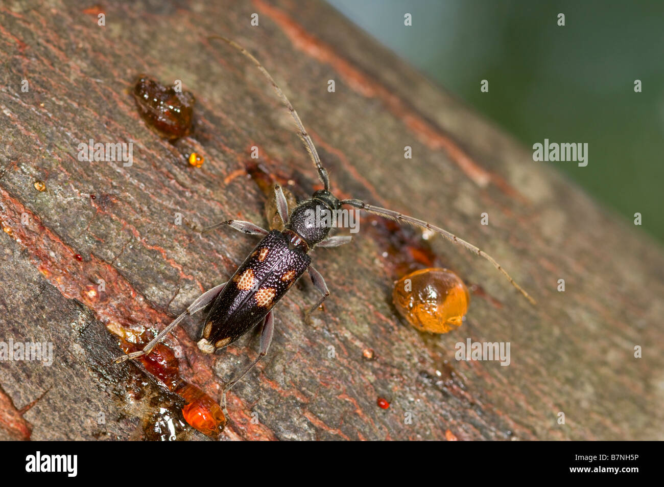 Longicorn beetle adult Stock Photo