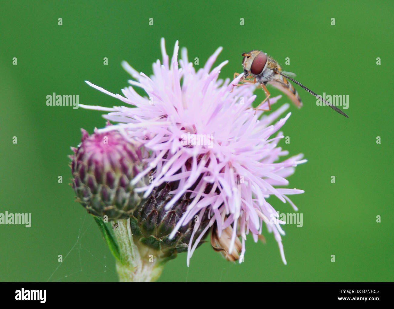 Fly sucking nectar from thistle Stock Photo