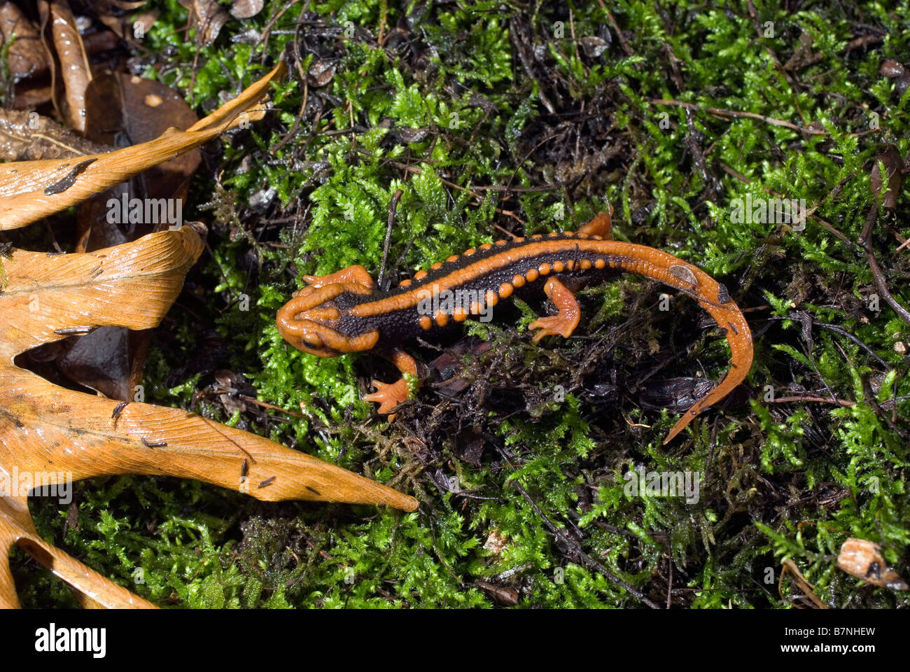 Himalayan crocodile newt hi-res stock photography and images - Alamy