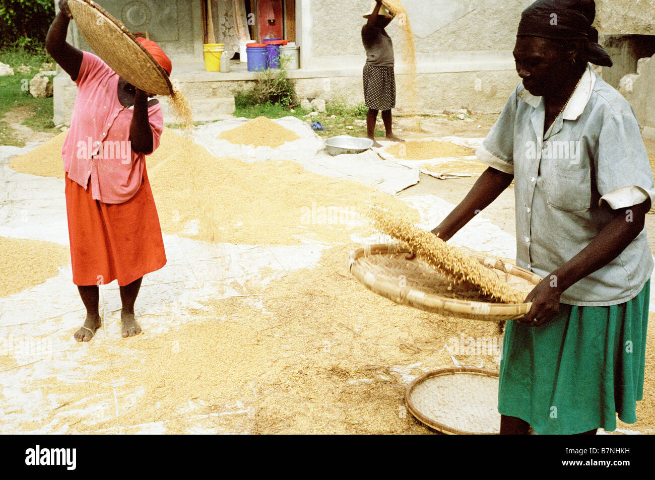 Rice farming haiti hires stock photography and images Alamy