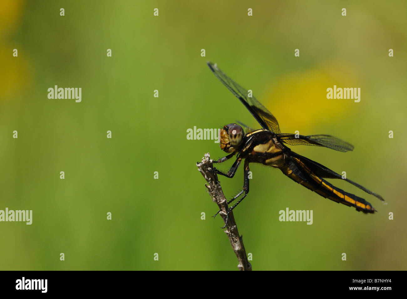 Female Widow Skimmer resting on a twig Stock Photo - Alamy