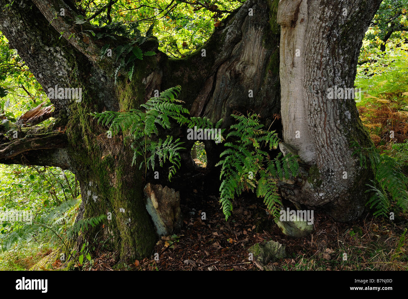Ferns grow from the trunk of an ancient oak tree in wild woodland near