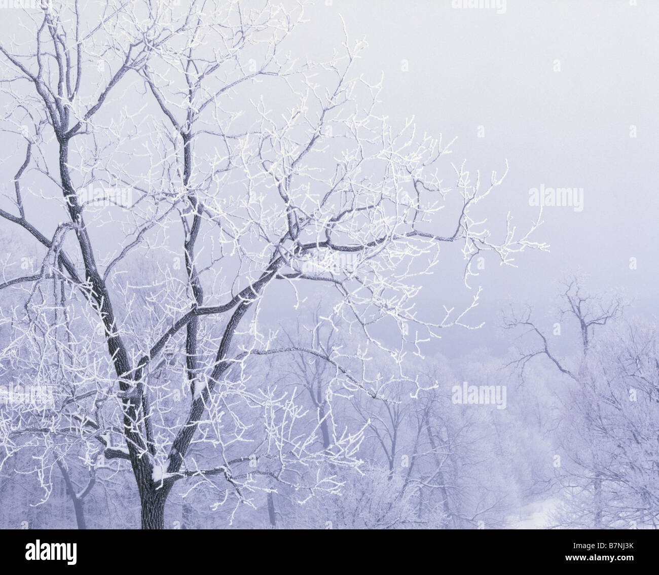 frost covered trees, Clayton County, Iowa Stock Photo