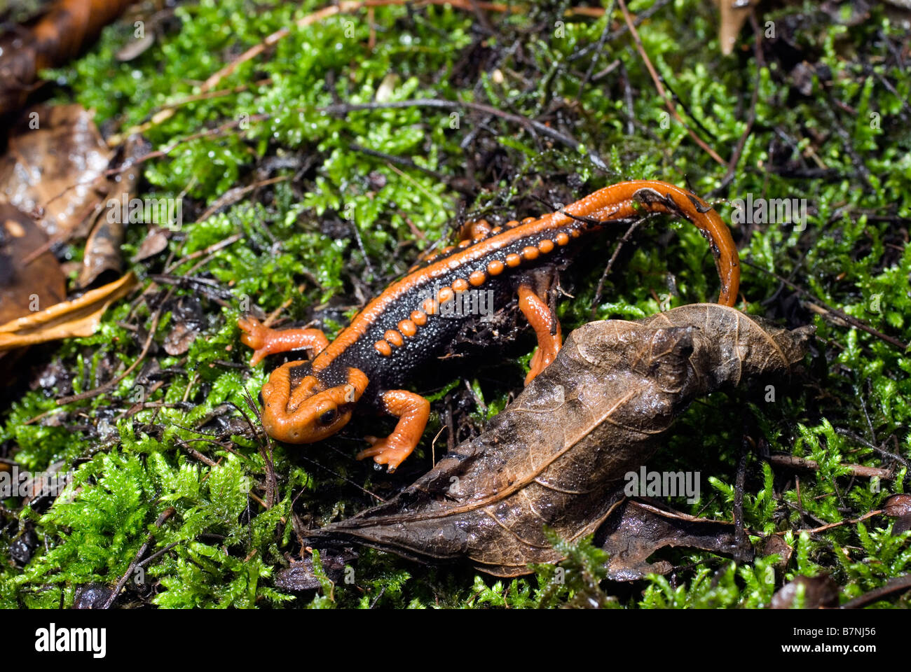Crocodile Newt For Sale Crocodile