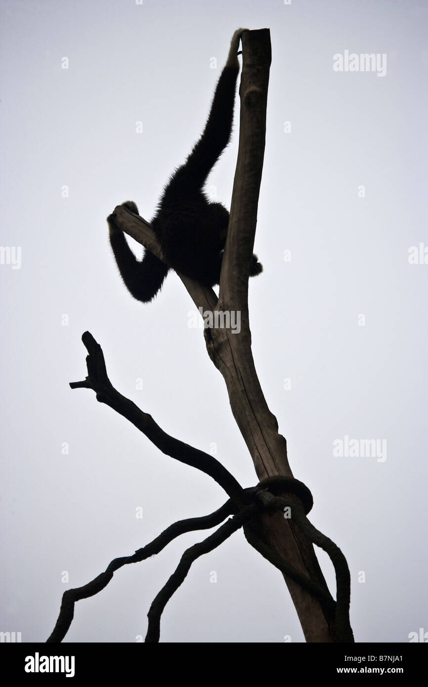 White Handed Gibbon Silhouetted in Tree Stock Photo