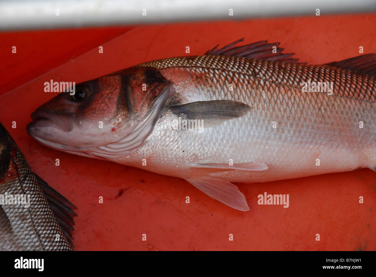 Sea bass fish hires stock photography and images Alamy