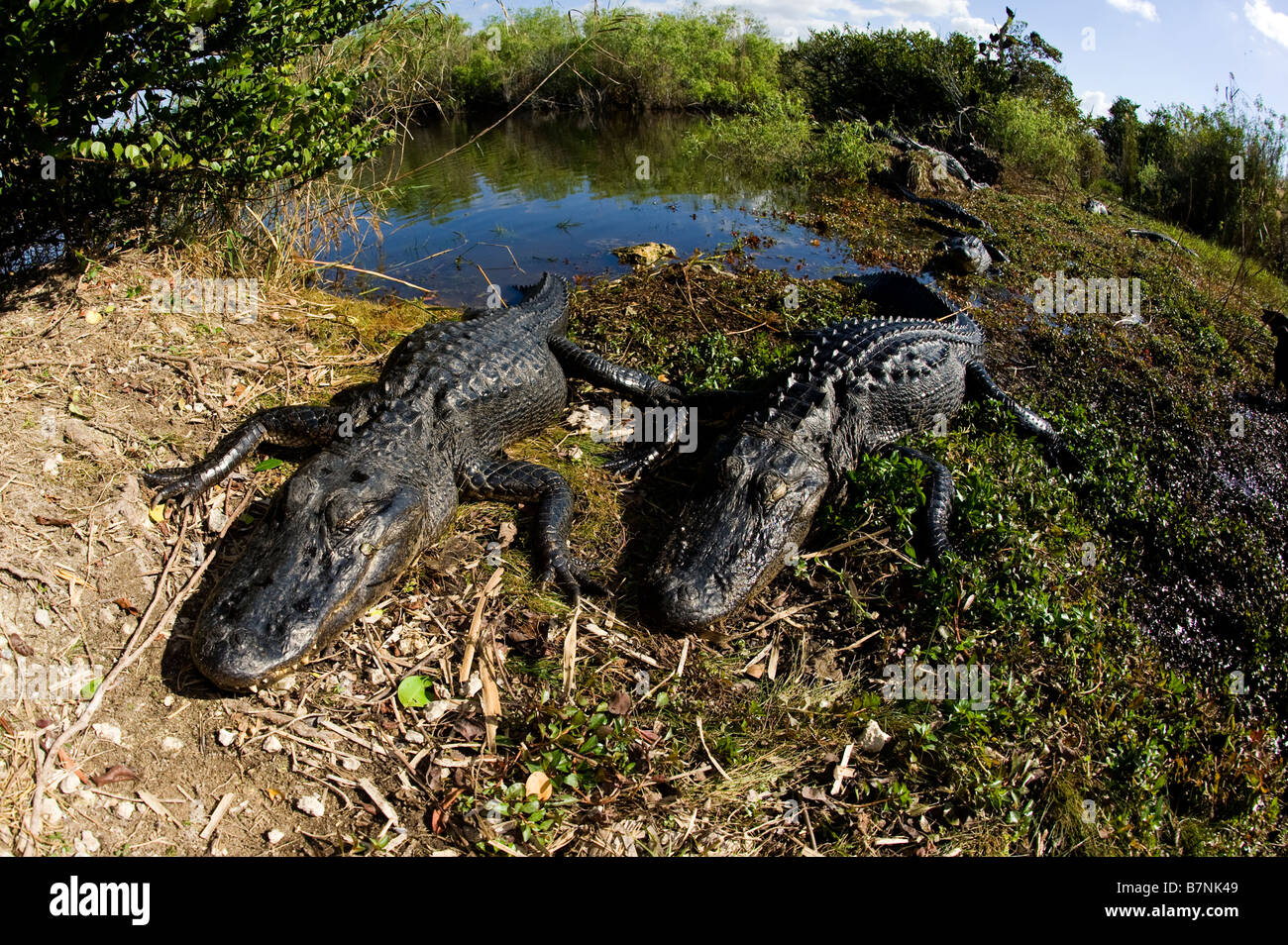 American Alligator Alligator mississippiensis basking in the sun in Everglades National Park Florida Stock Photo