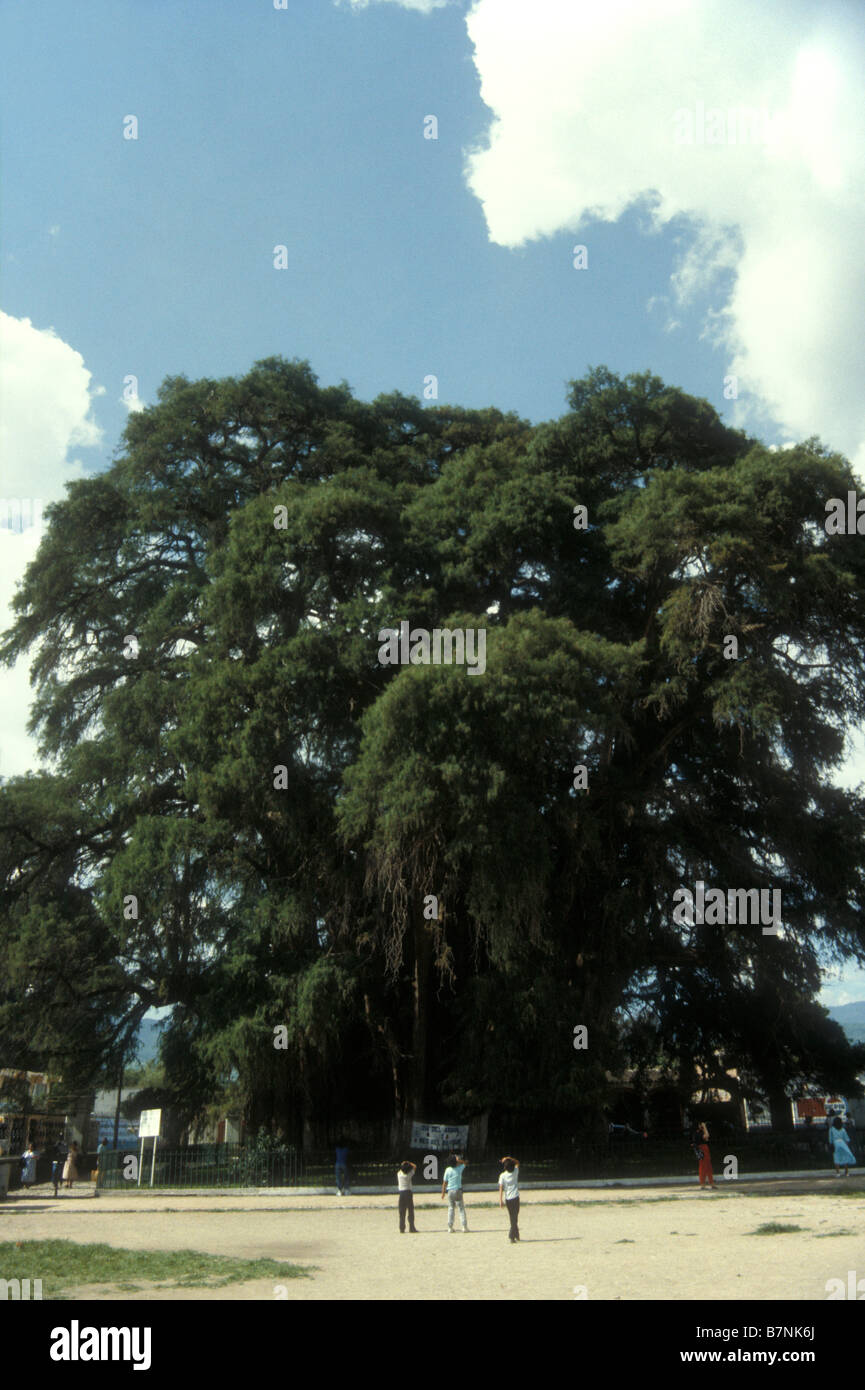 Giant ahuehuete cypress tree at Santa Maria del Tule, near the city of Oaxaca, Mexico Stock Photo