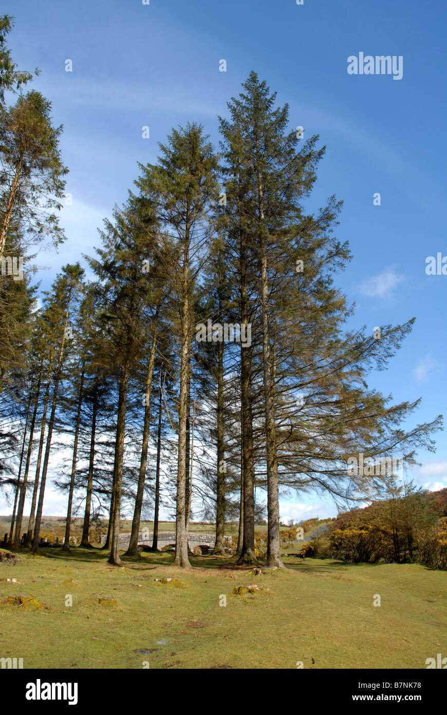 Pine trees in Dartmoor National Park Devon England Stock Photo