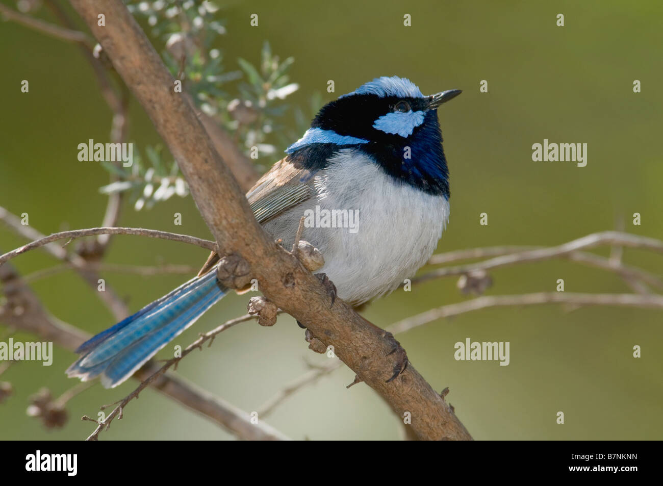 Blue Rens Bird Australian blue wren hi-res stock photography and images - Alamy