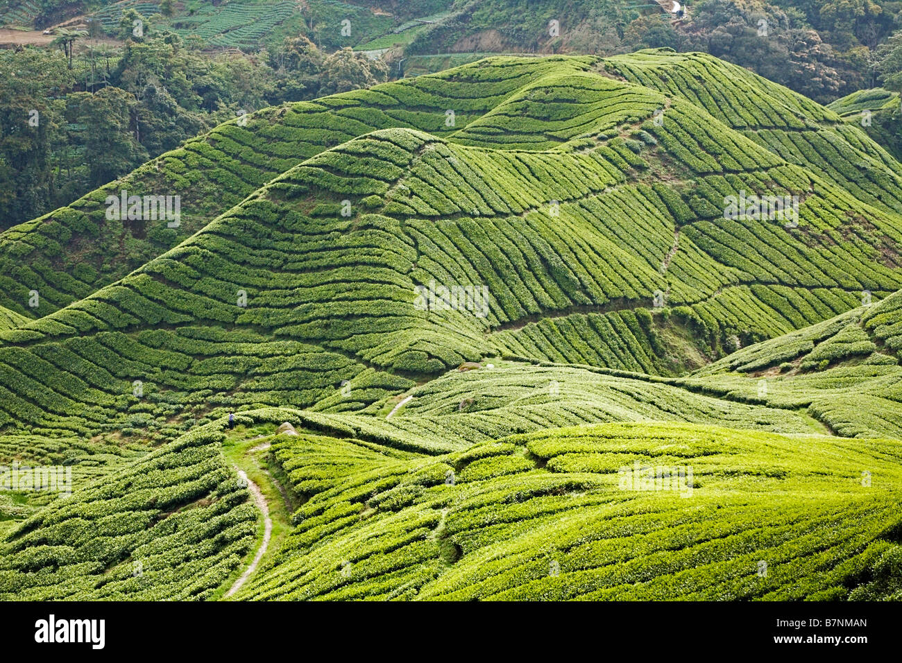 Teaplantations in Cameron Highlands in Malaysia Stock Photo - Alamy