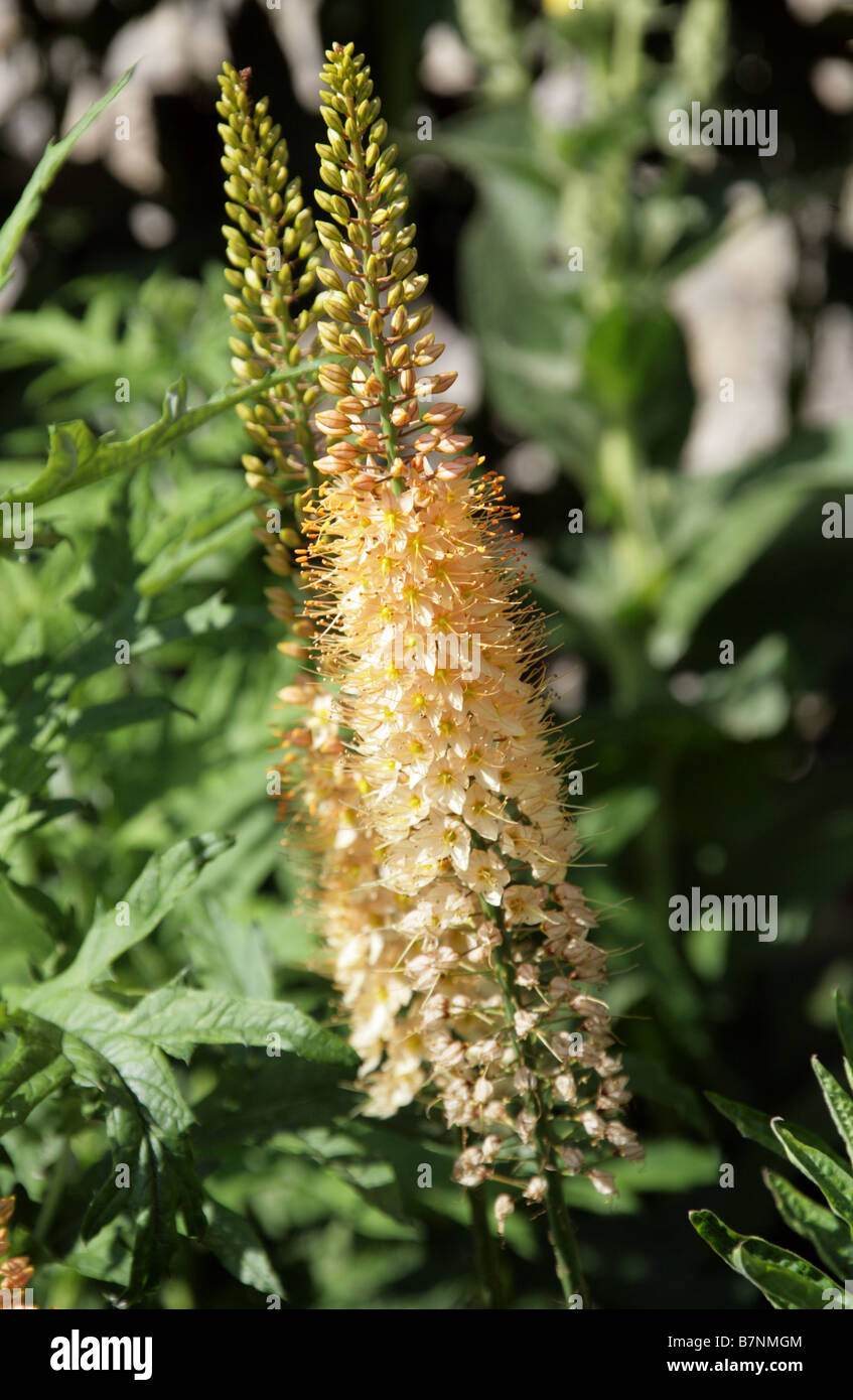 Foxtail Lily, Eremurus robustus, Asphodelaceae, Central Asia, Afghanistan Stock Photo