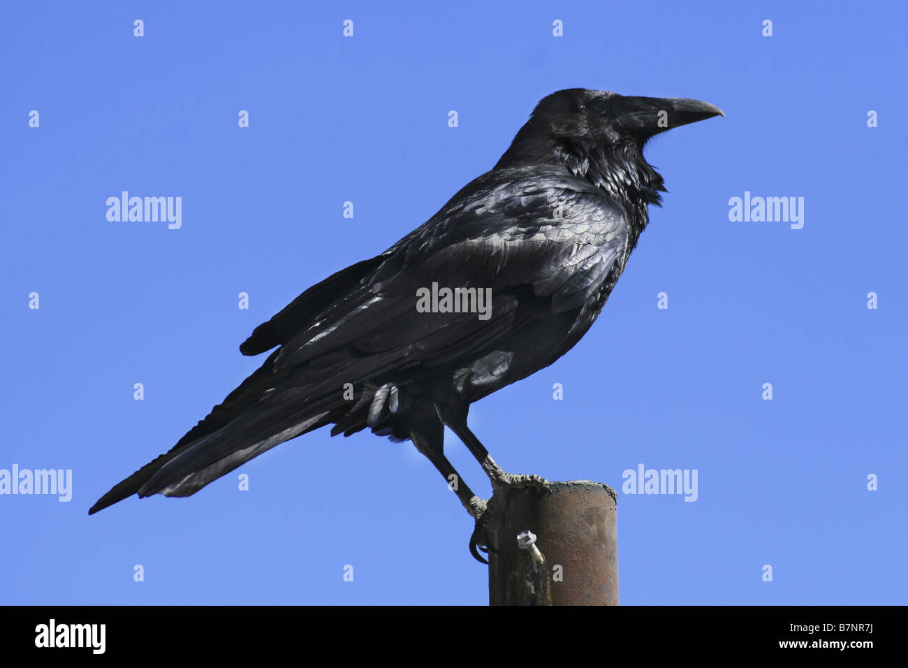 Crow Vector Art PNG Images  Free Download On Pngtree