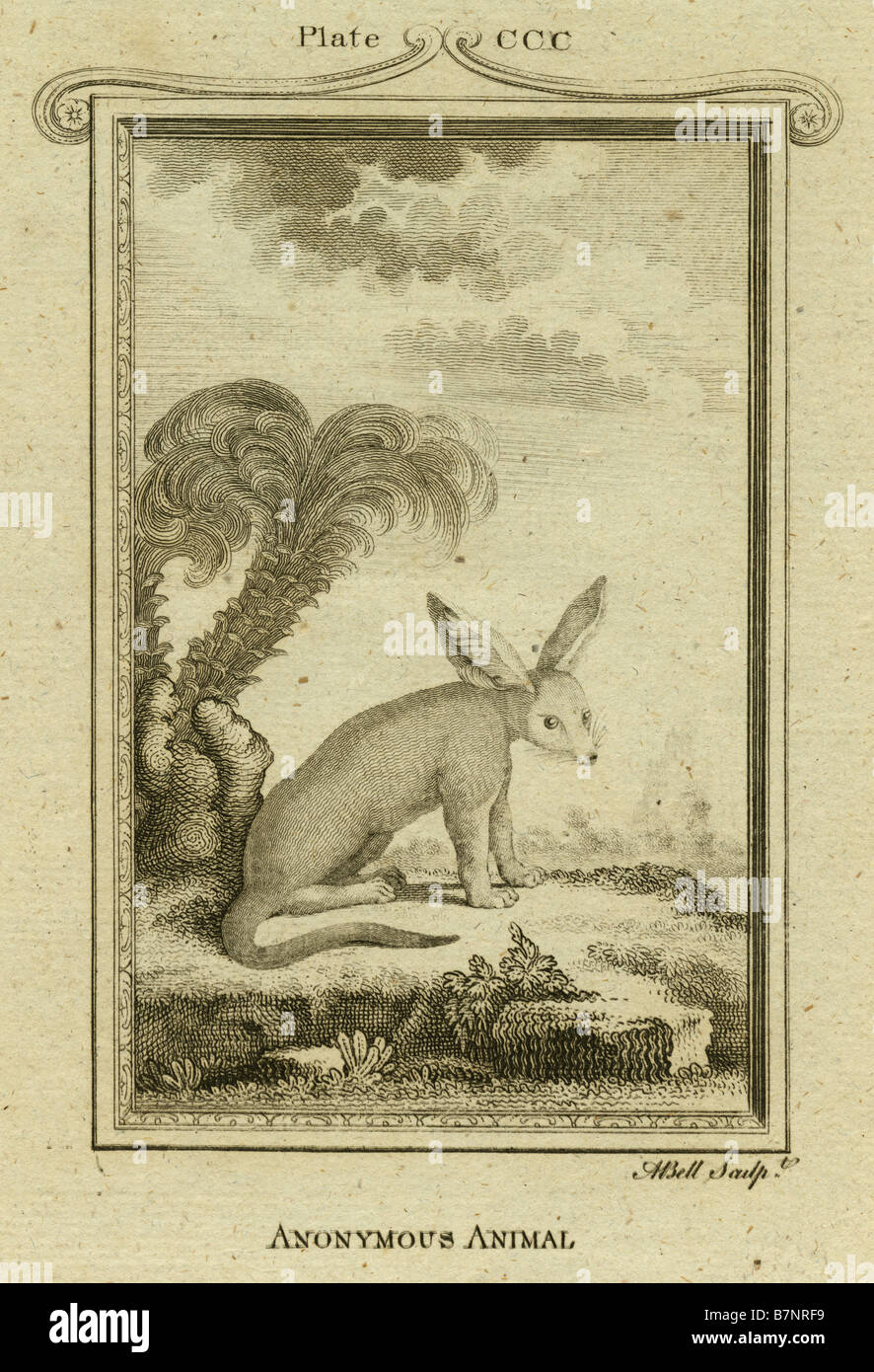 Circa 1770s engraving of an 'Anonymous Animal,' possibly mythological. from a book on animals. Stock Photo