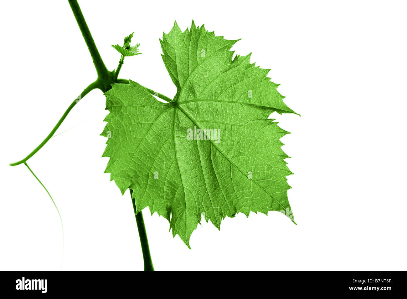 Orange and grape Cut Out Stock Images & Pictures Alamy