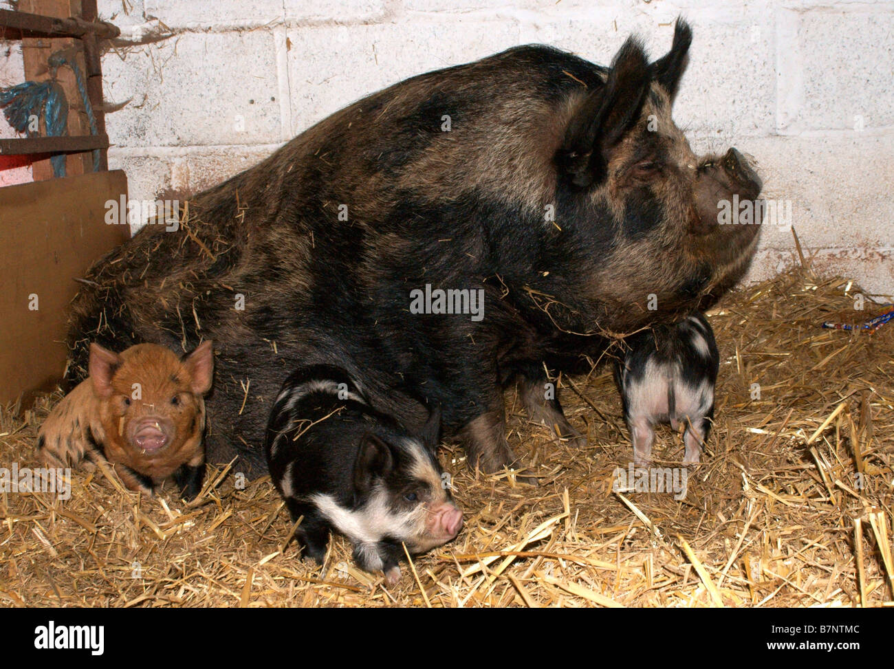 Sow with litter in barn Stock Photo