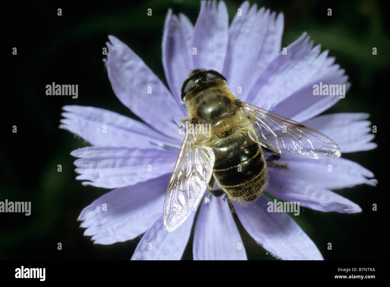 Hoverfly, Hover Fly (Volucella pellucens) sitting on a Chicory flower (Cichorium intybus) Stock Photo