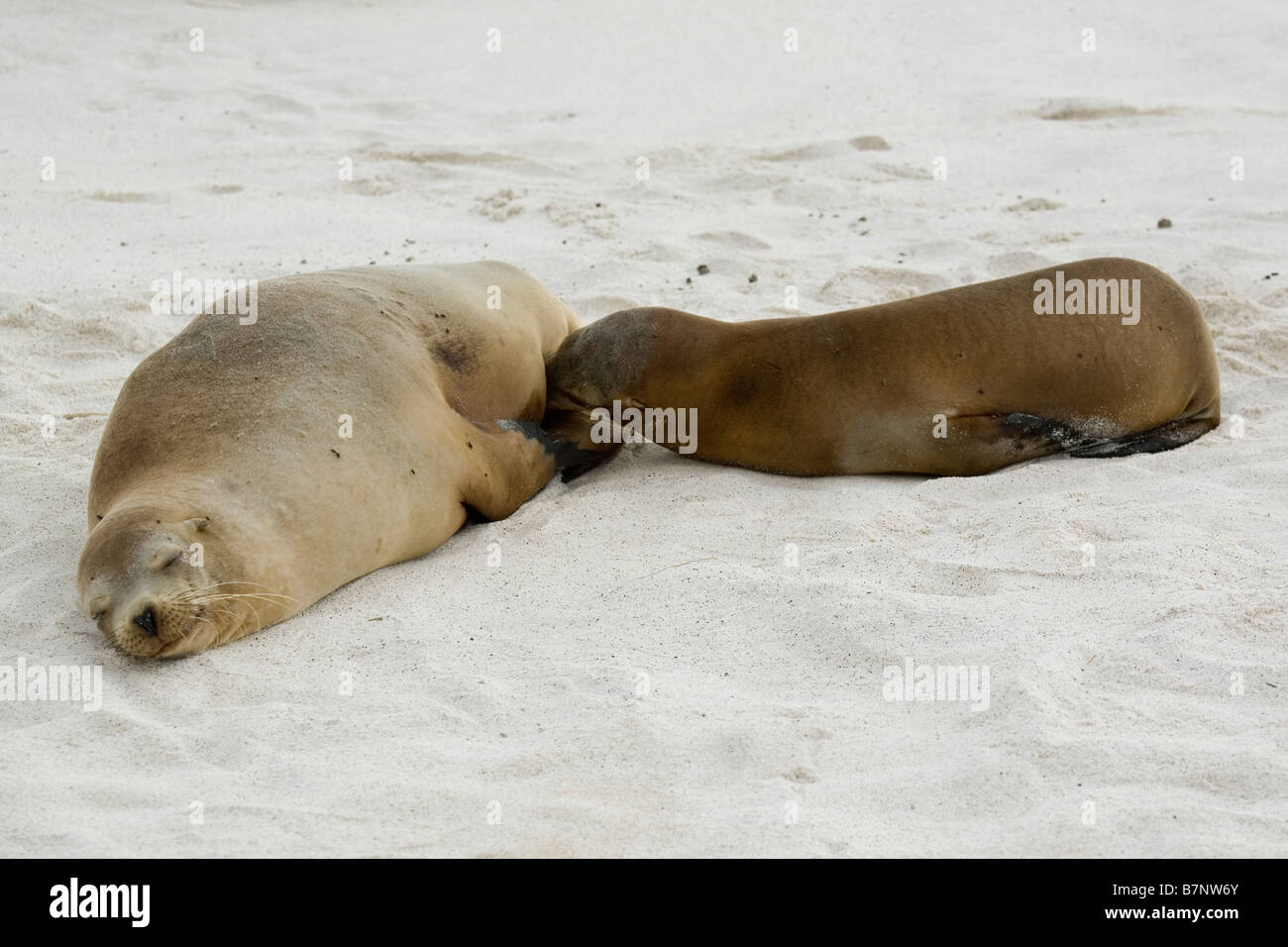 Sea Lion & suckling pup, Ecuador galapagos, Espanola island Stock Photo