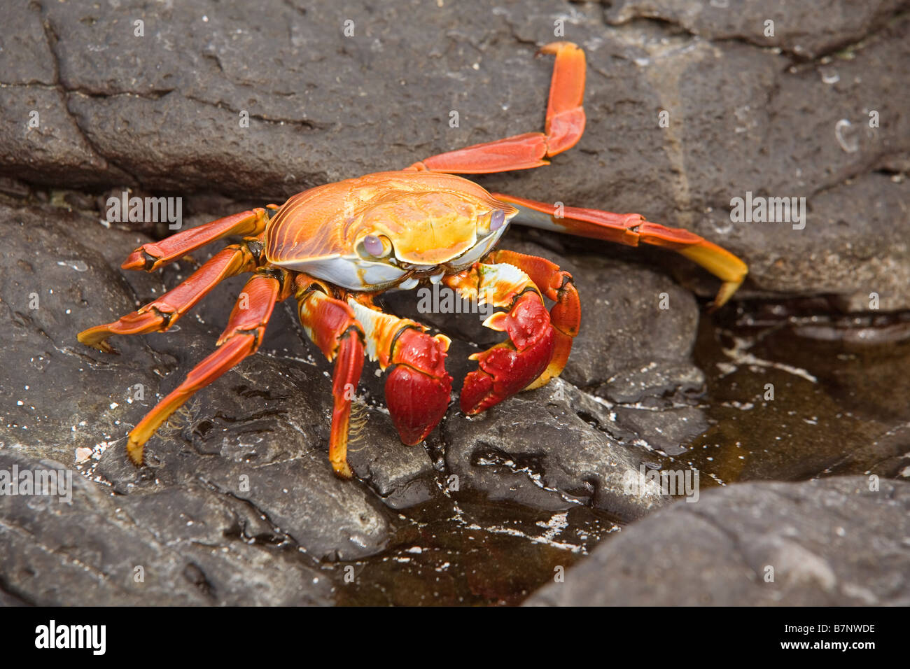 Sally Lightfoot Crab, Ecuador Galapagos, Espanola island Stock Photo