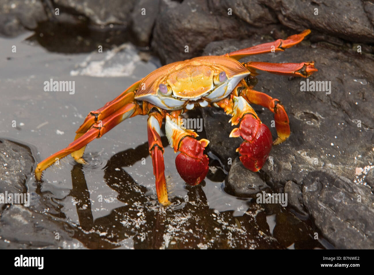 Sally Lightfoot Crab, Ecuador Galapagos, Espanola island Stock Photo