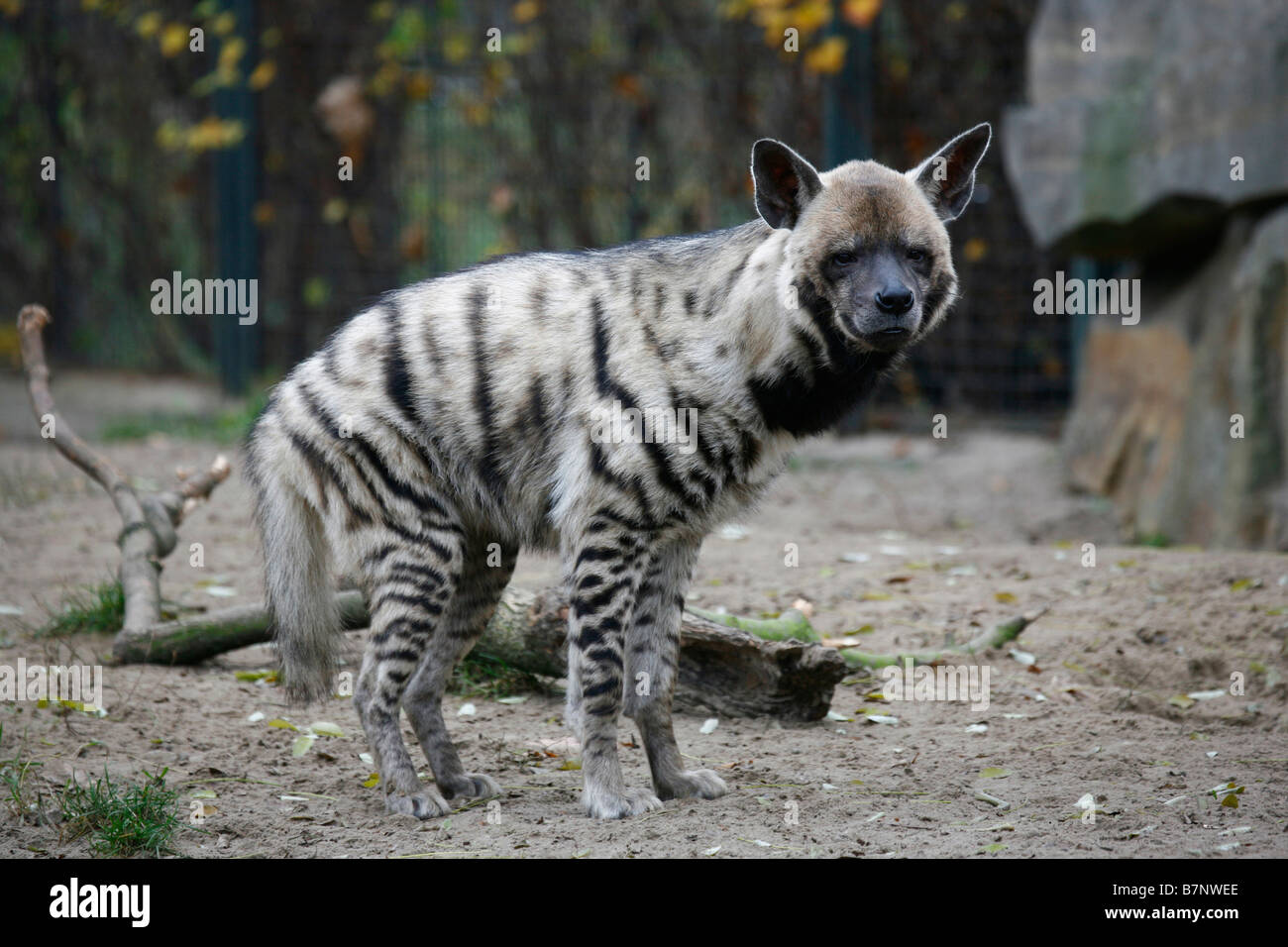 Striped Hyena Crocuta hyaena male at a zoo Stock Photo Alamy