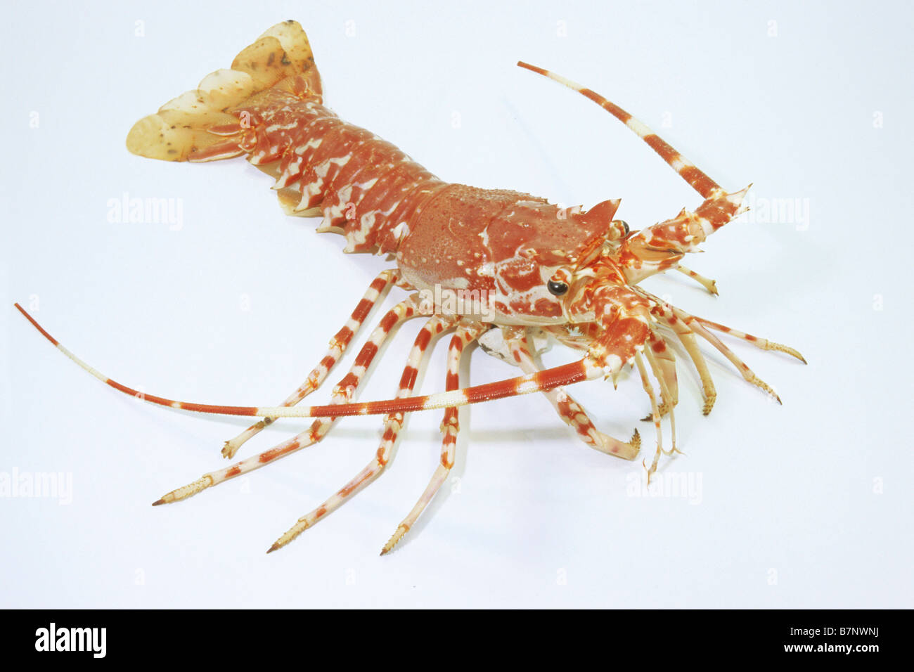 European Spiny Lobster, Mediterranean Spiny Lobster (Palinurus vulgaris, Palinurus elephas), studio picture Stock Photo