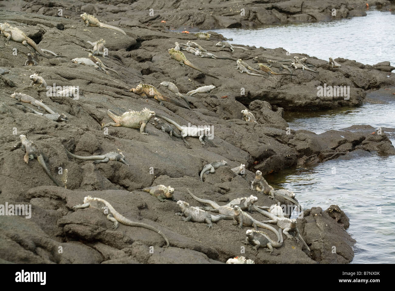 Marine Iguanas on rocks, Ecuador Galapagos, Fernandina island Stock Photo
