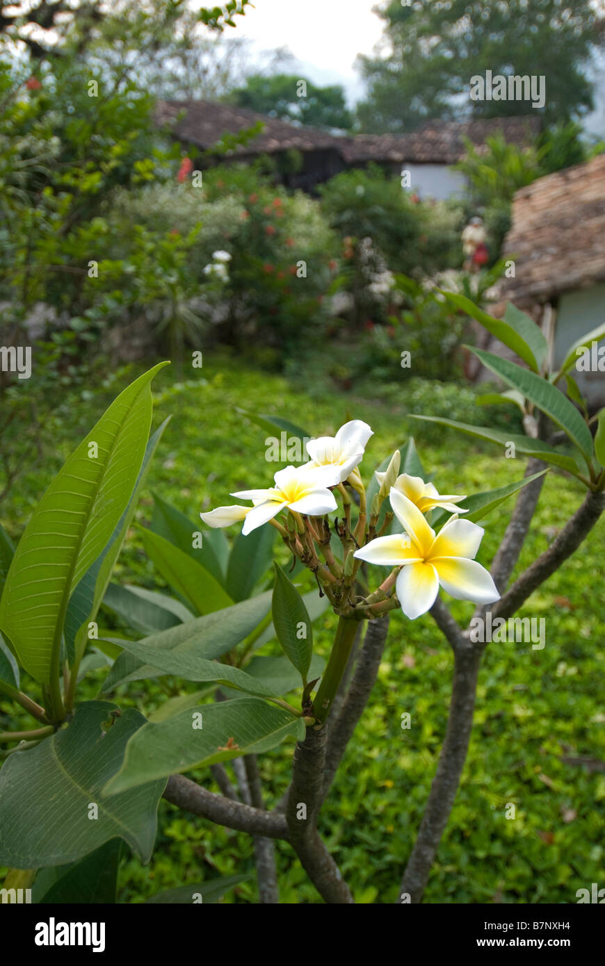 Honduras, Copan, Hacienda San Lucas. Exotic flower in the gardens of the Hacienda San Lucas eco-lodge Stock Photo