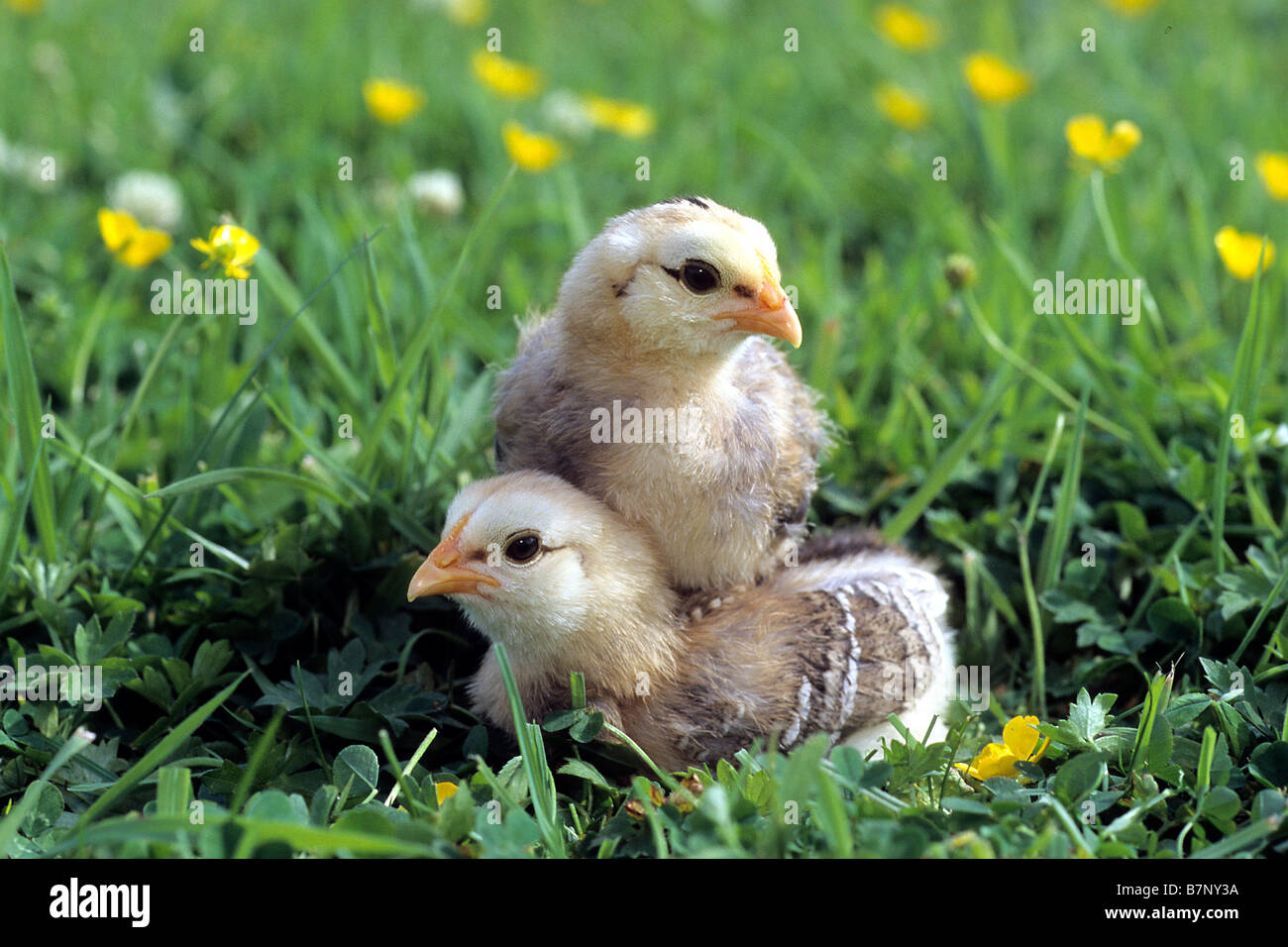 Domestic Chicken (Gallus gallus domesticus), breed: Araucana or Araucans, chicks Stock Photo