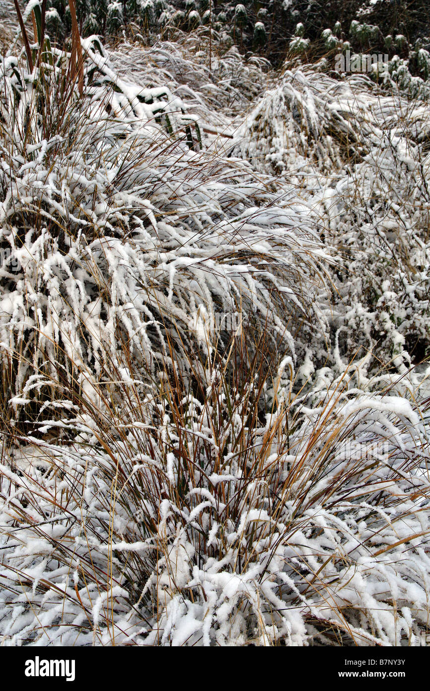 STIPA ARUNDINACEA SYN ANEMANTHELE LESSONIANA WITH SNOW Stock Photo