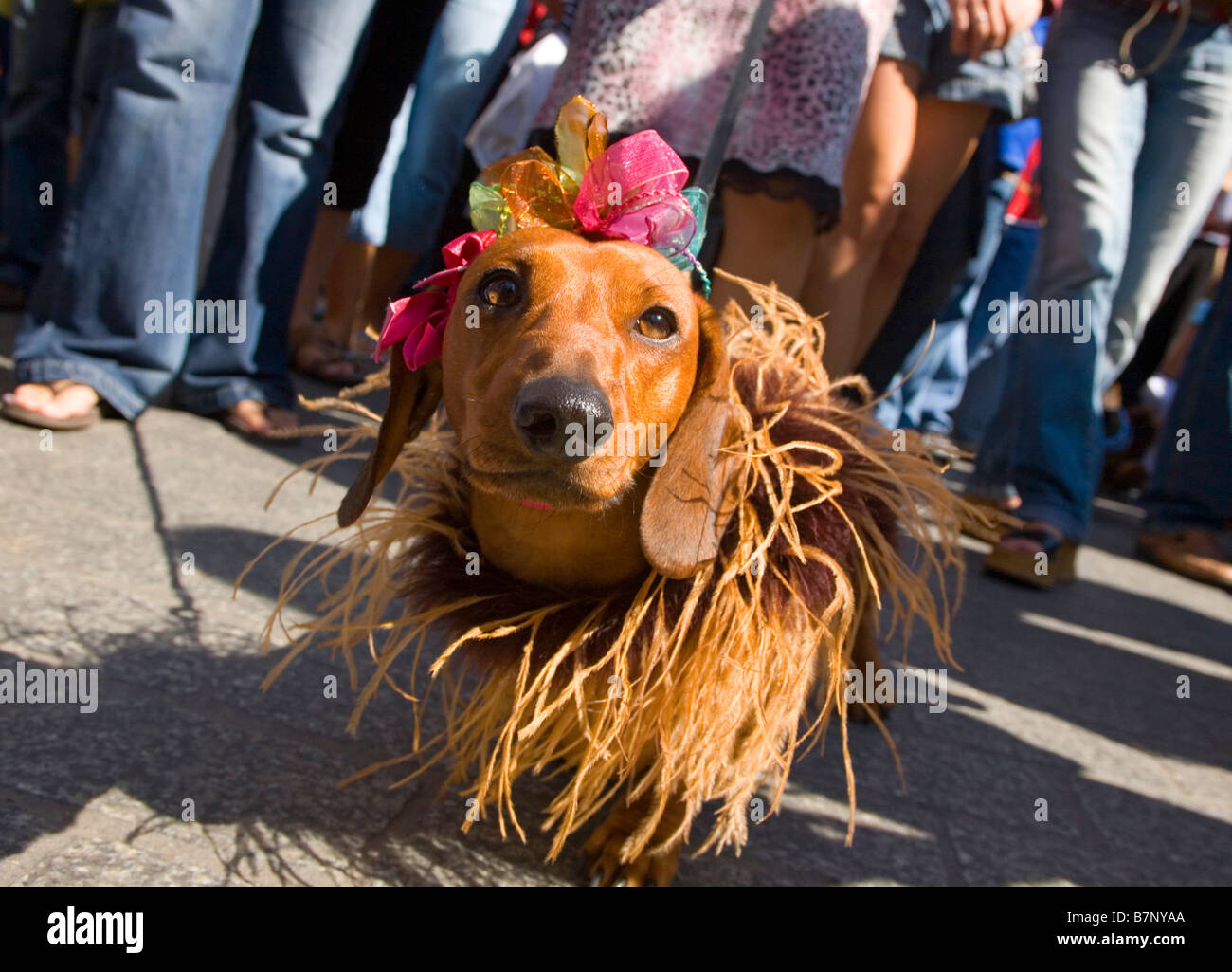 Dachshund parade poland hires stock photography and images Alamy