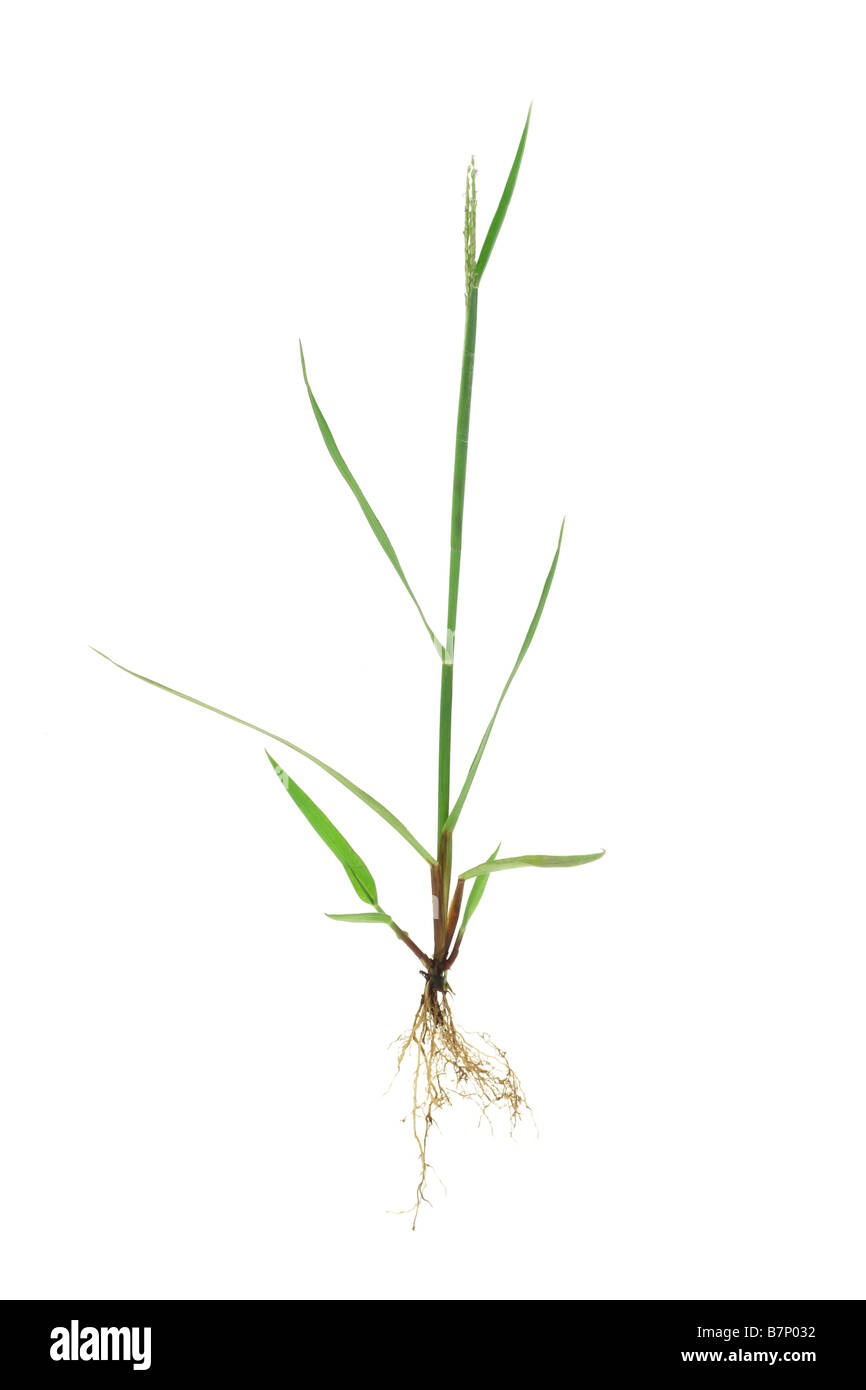 Green grass with exposed roots isolated on white background Stock Photo