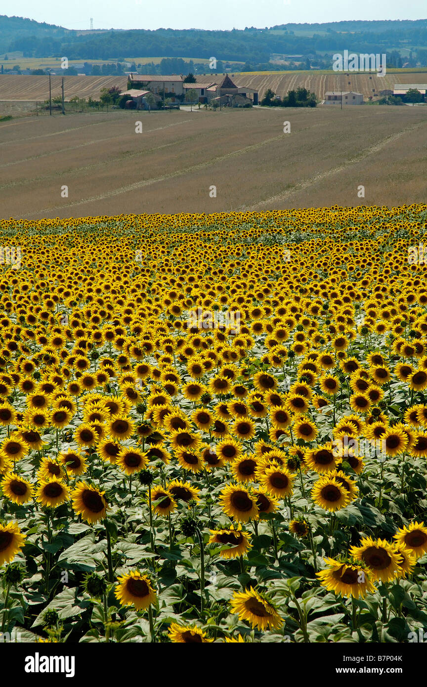 Field of Sunflowers near Angoulême, France Stock Photo