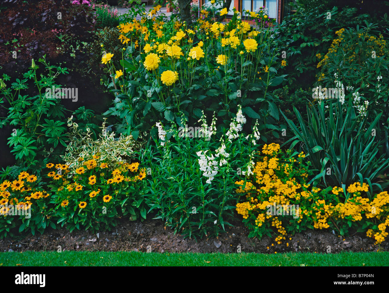 Yellow and white themed border at Holehird Gardens Stock Photo