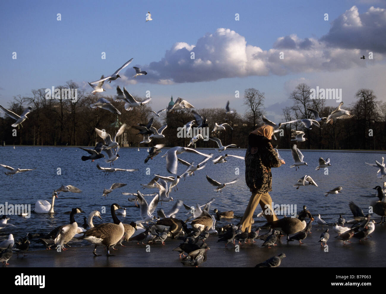 woman feeding birds during the winter in Kensington garden pond London