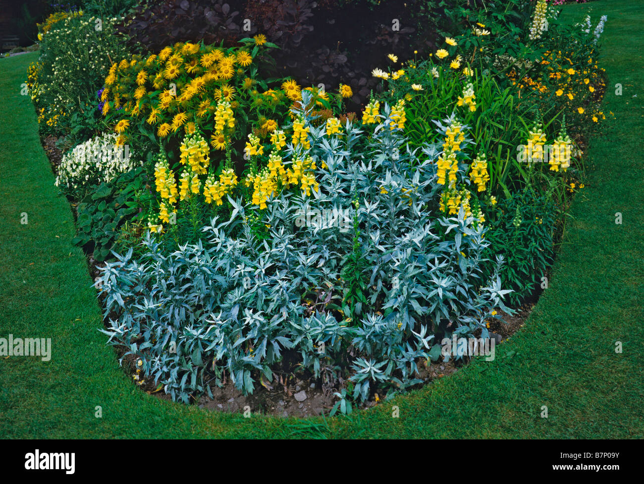 Yellow antirrhinums with Artemisia Valerie Finnis at Holehird Gardens Stock Photo