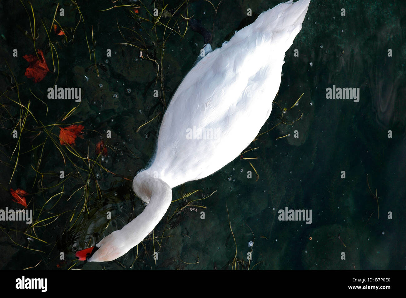 Swan at Hampton Court Palace, England, UK Stock Photo