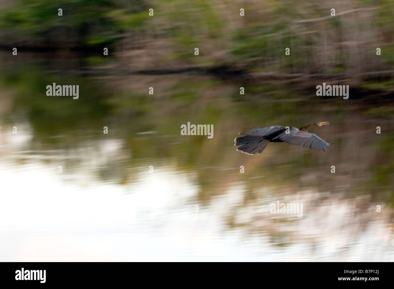 flying cormorant Stock Photo