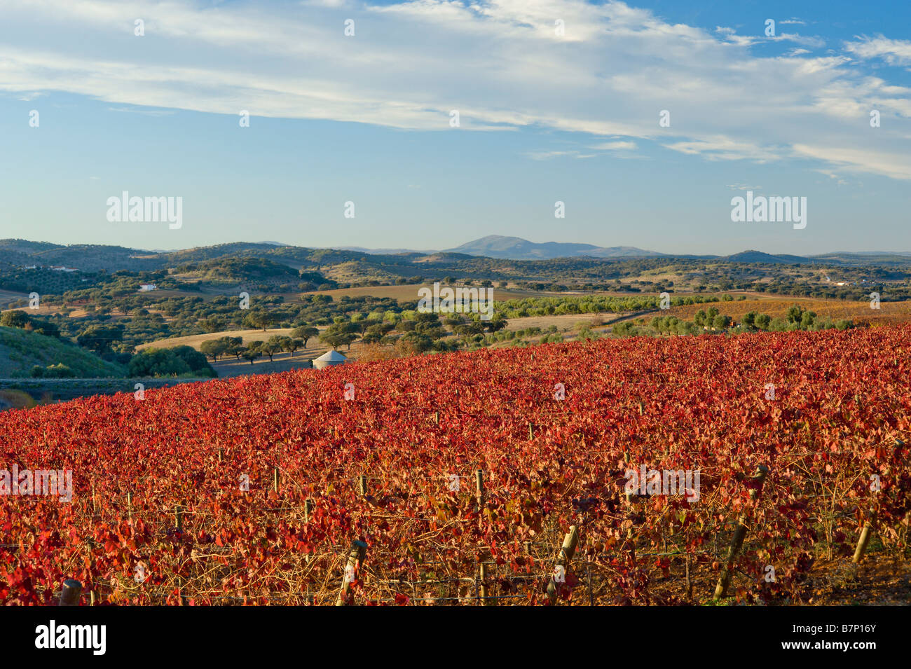 Portugal, The Alentejo wine production area, Reguengos De Monsaraz Stock Photo