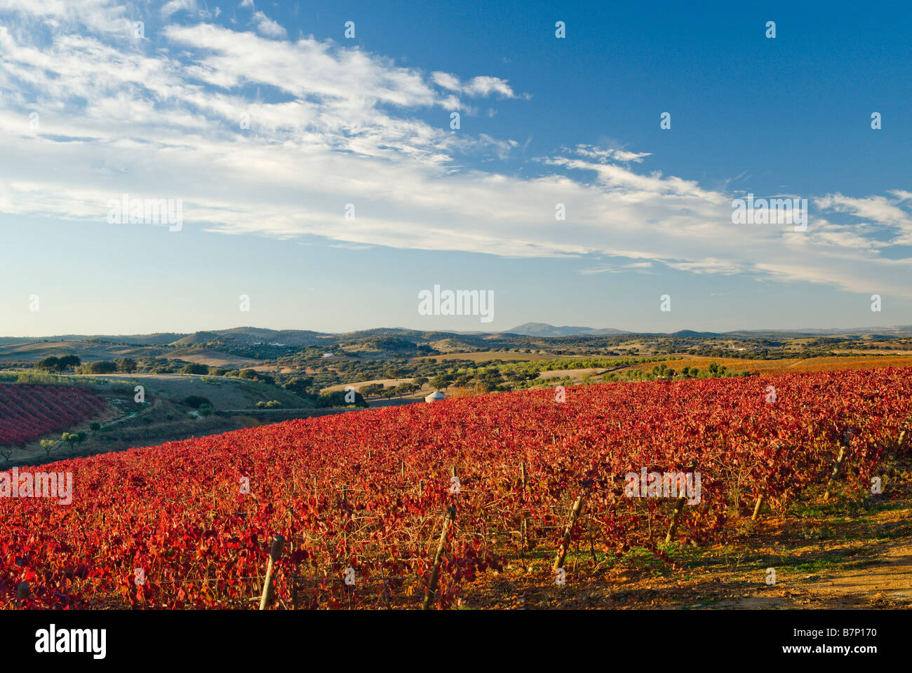 Vineyard In The Alentejo wine production area, Reguengos De Monsaraz Stock Photo
